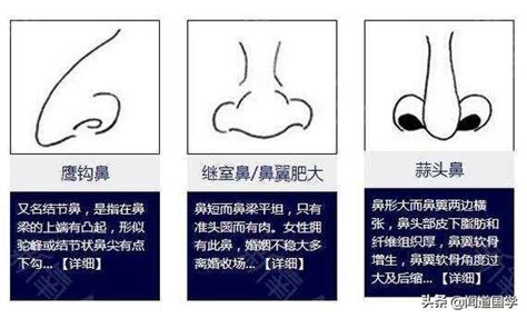 鼻相分析|面相入门